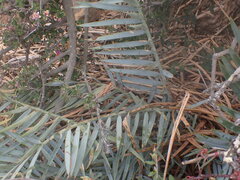 Encephalartos lehmannii