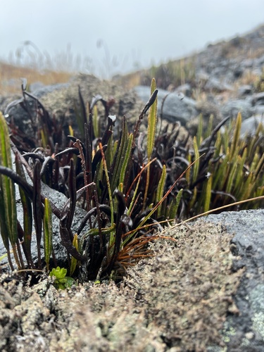 Elaphoglossum mathewsii, photograph 3