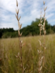 Bromus commutatus