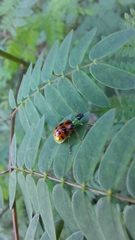 Diabrotica limitata