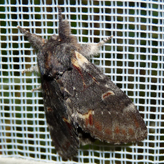 Notodonta dromedarius