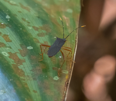 Leptoscelis elongator