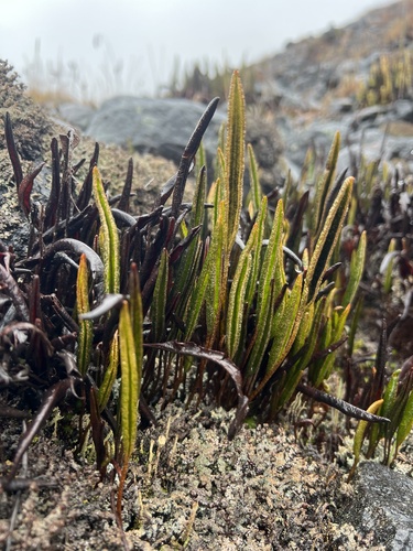 Elaphoglossum mathewsii, photograph 4