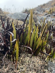 Elaphoglossum