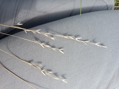 Bromus commutatus