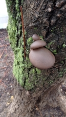 Pleurotus ostreatus
