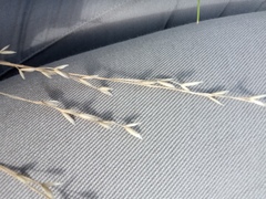 Bromus commutatus
