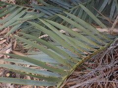 Encephalartos lehmannii