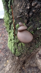 Pleurotus ostreatus