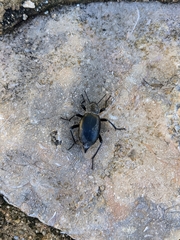 Blaps lusitanica