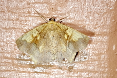 Paragonia cruraria
