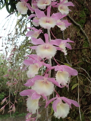 Dendrobium aphyllum