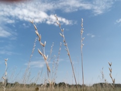 Bromus commutatus