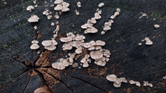 Schizophyllum commune