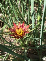 Tragopogon porrifolius