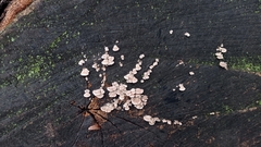 Schizophyllum commune