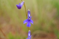 Lobelia tomentosa