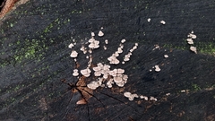 Schizophyllum commune