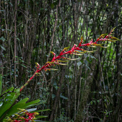 Vriesea penduliflora
