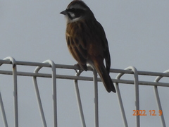 Emberiza cioides