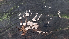 Schizophyllum commune