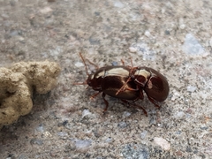 Chrysolina staphylaea