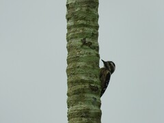 Yungipicus canicapillus