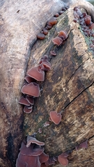 Auricularia auricula-judae