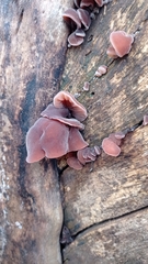 Auricularia auricula-judae