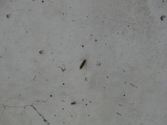 Neureclipsis bimaculata