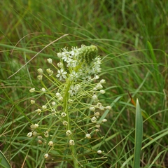 Schizocarphus nervosus