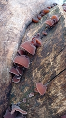 Auricularia auricula-judae