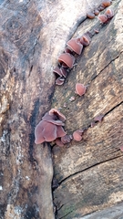 Auricularia auricula-judae