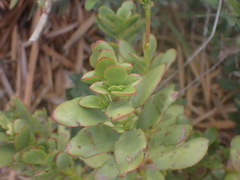 Crassula cultrata