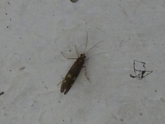 Neureclipsis bimaculata