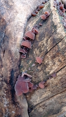 Auricularia auricula-judae