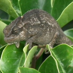 Bradypodion damaranum