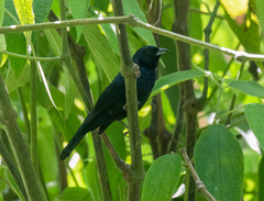 Tachyphonus coronatus