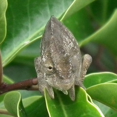 Bradypodion damaranum