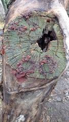 Auricularia auricula-judae