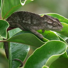 Bradypodion damaranum