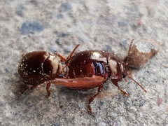Chrysolina staphylaea