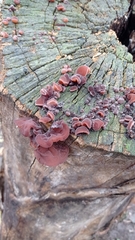 Auricularia auricula-judae
