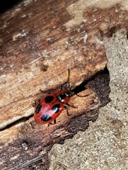 Endomychus coccineus