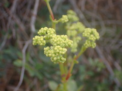 Crassula cultrata