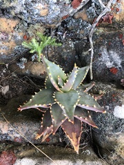 Aloe perfoliata