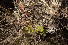 Agarista buxifolia
