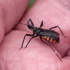 Rhynocoris tristis