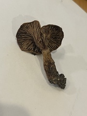 Lactarius thyinos