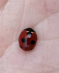 Coccinella magnifica
